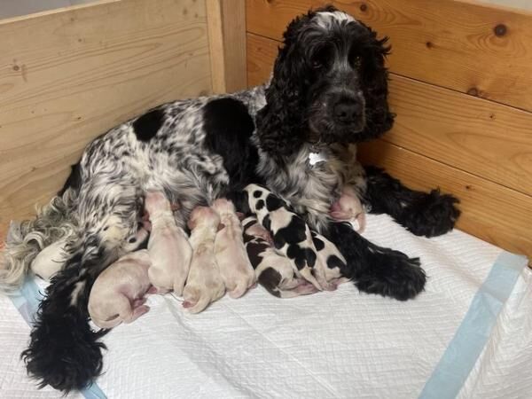 Beautiful KC Show Type Cocker Spaniel Puppies for sale in Richmond, Richmond upon Thames, Greater London - Image 3