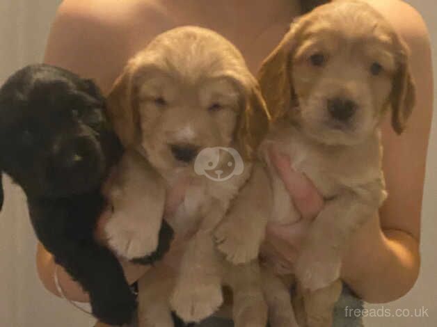 Beautiful litter of 6 puppies, 5 boys and 1 girl for sale in Droitwich, Worcestershire - Image 2