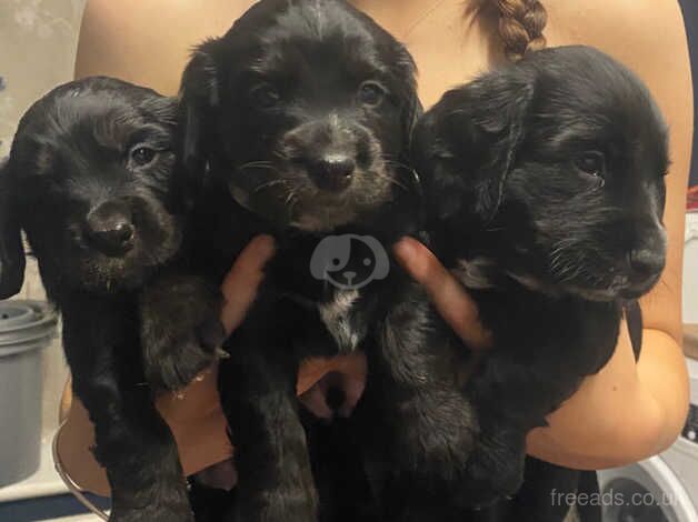 Cocker Spaniel Puppies for sale in Worcestershire