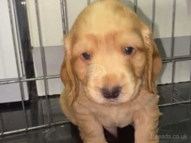 Beautiful litter of 6 puppies, 5 boys and 1 girl for sale in Droitwich, Worcestershire - Image 4