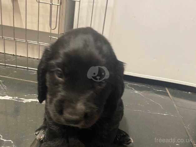 Beautiful litter of 6 puppies, 5 boys and 1 girl for sale in Droitwich, Worcestershire - Image 5