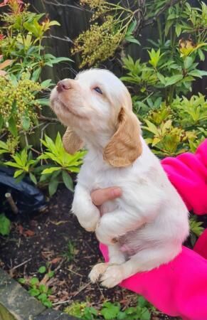 Beautiful litter of cocker spaniels for sale in Lea Bridge, Hackney, Greater London