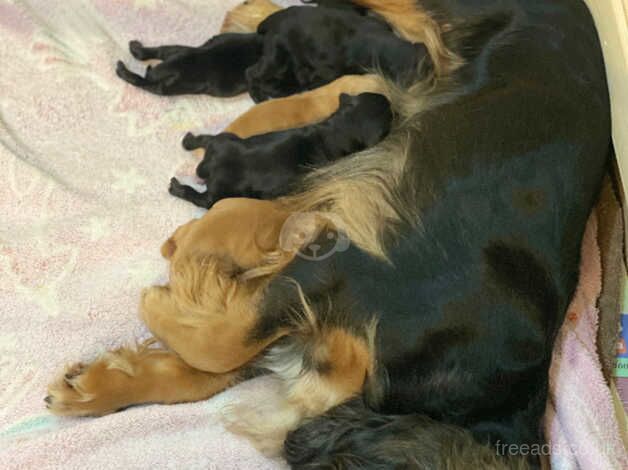 Beautiful litter of cocker spaniels for sale in Polegate, East Sussex - Image 1