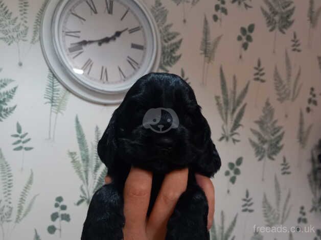 Beautiful litter of cocker spaniels for sale in Polegate, East Sussex - Image 4