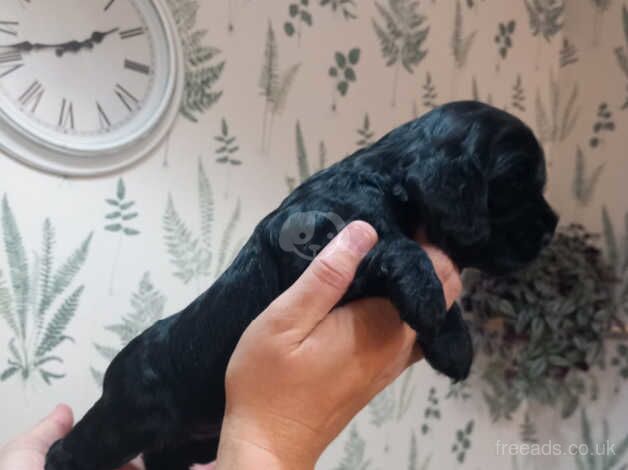 Beautiful litter of cocker spaniels for sale in Polegate, East Sussex - Image 5