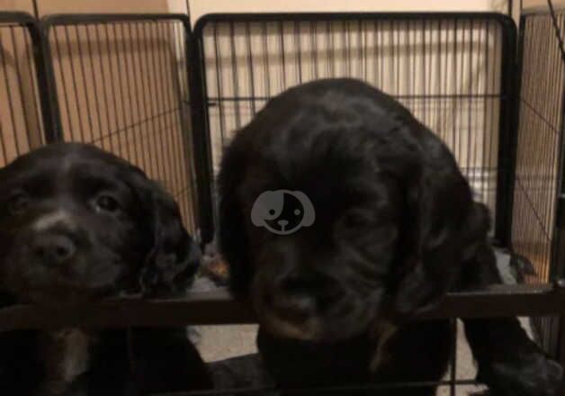 Beautiful litter of good strong cocker spaniel pups for sale in Normanton, West Yorkshire - Image 2