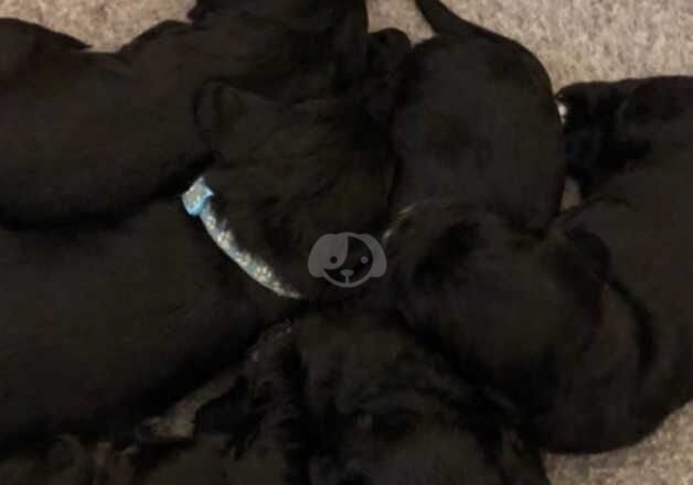 Beautiful litter of good strong cocker spaniel pups for sale in Normanton, West Yorkshire - Image 3