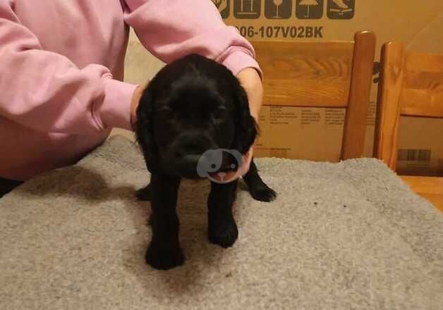 Beautiful litter of good strong cocker spaniel pups for sale in Normanton, West Yorkshire - Image 5