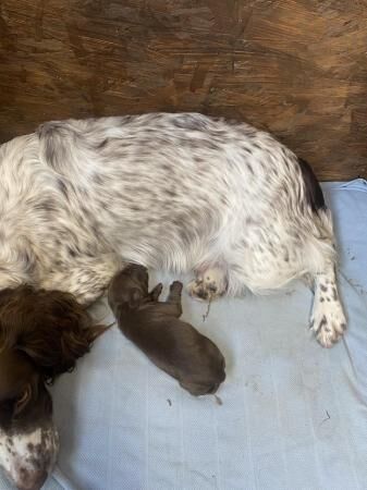 Beautiful litter of sprocker puppies for sale in Atherstone, Warwickshire - Image 2