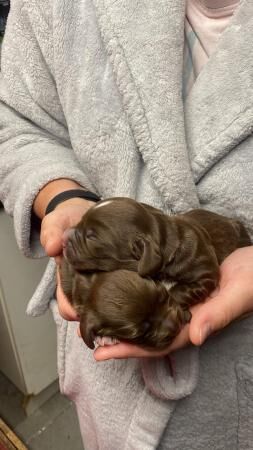 Beautiful litter of sprocker puppies for sale in Atherstone, Warwickshire - Image 3