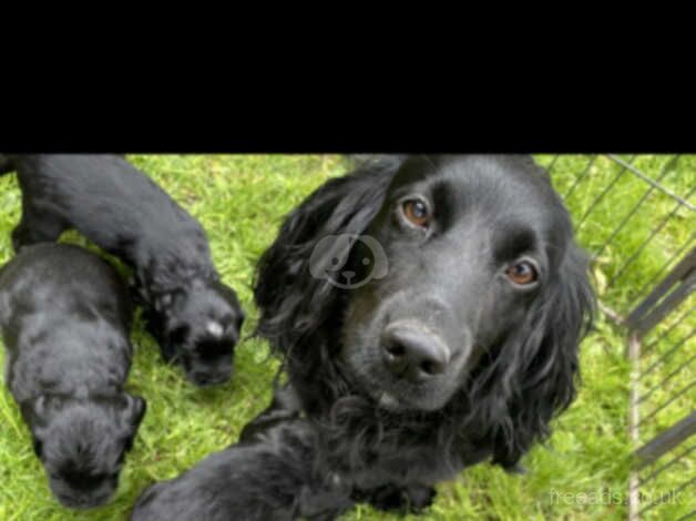 Cocker Spaniel Puppies for sale