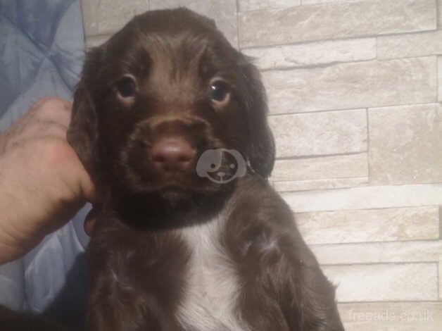 Beautiful pups for sale in Neath Abbey, Neath Port Talbot