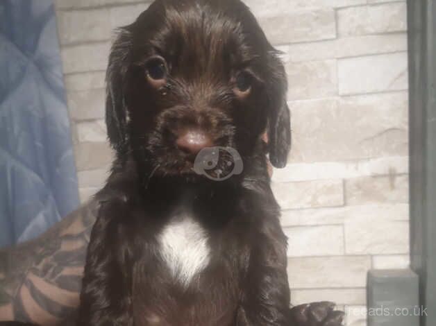 Beautiful pups for sale in Neath Abbey, Neath Port Talbot - Image 3