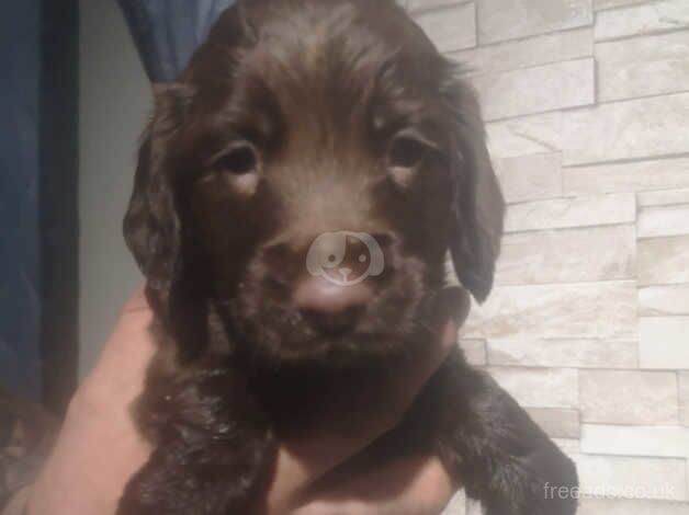 Beautiful pups for sale in Neath Abbey, Neath Port Talbot - Image 4