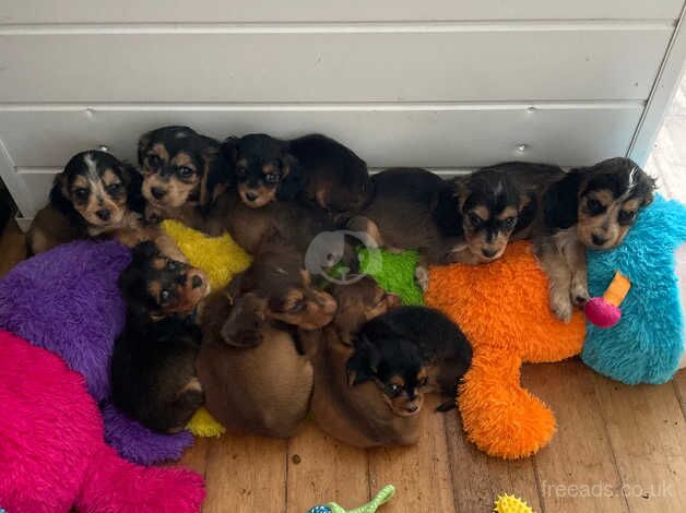 Beautiful show cocker puppies for sale in South Yorkshire