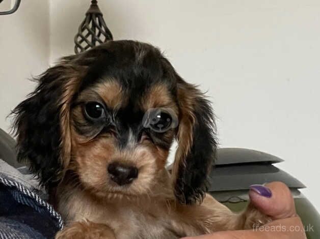 Beautiful show cocker puppies for sale in South Yorkshire - Image 3