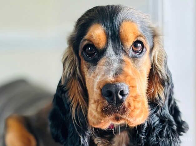 Beautiful show cocker spaniel girl for sale in Goole, East Riding Of Yorkshire