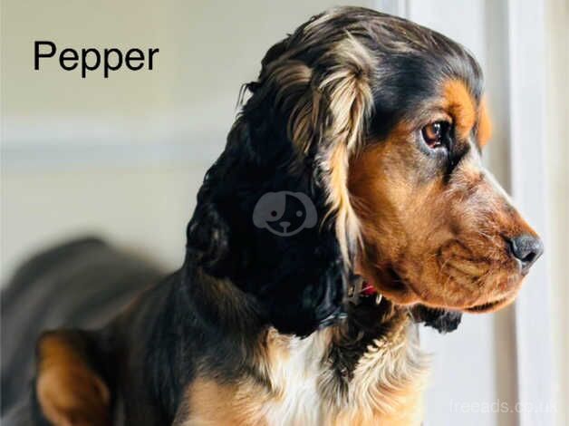 Beautiful show cocker spaniel girl for sale in Goole, East Riding Of Yorkshire - Image 3