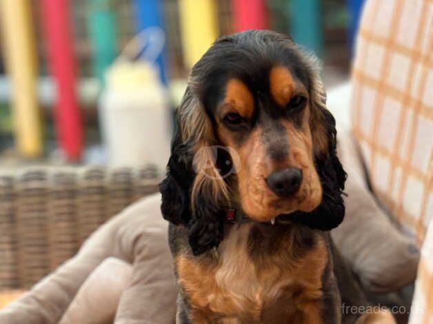 Beautiful show cocker spaniel girl for sale in Goole, East Riding Of Yorkshire - Image 5