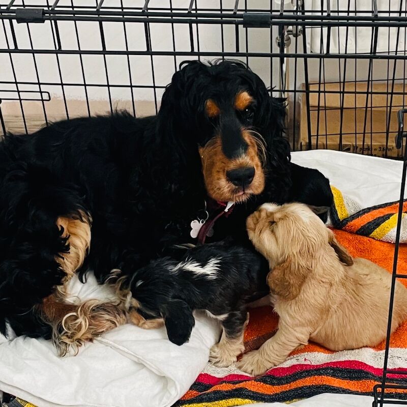 Beautiful Show Cocker Spaniels for sale in Chichester, West Sussex - Image 1