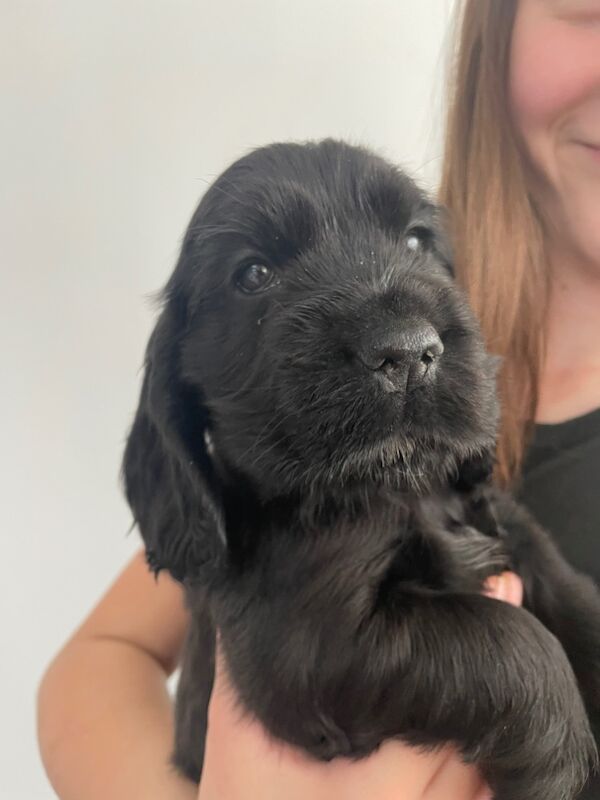 Beautiful Show Cocker Spaniels for sale in Chichester, West Sussex - Image 2