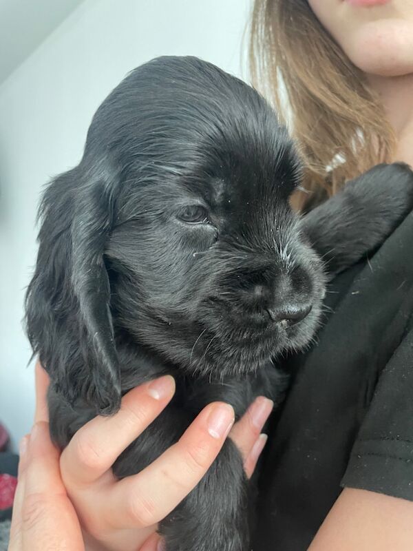 KC Registered Cocker Spaniel Puppies for sale in West Sussex