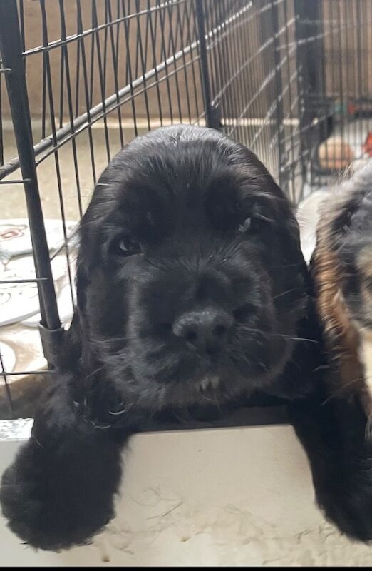 Cocker Spaniel Puppies for sale