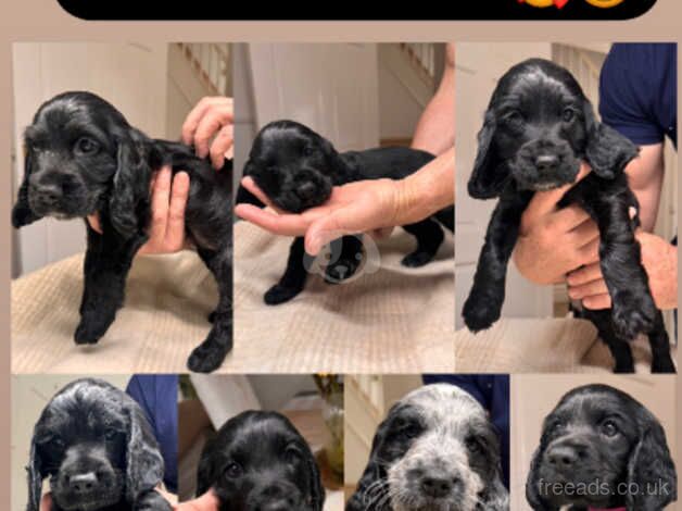 Beautiful show Cocker spaniels for sale 8 weeks for sale in Liverpool, Merseyside - Image 1