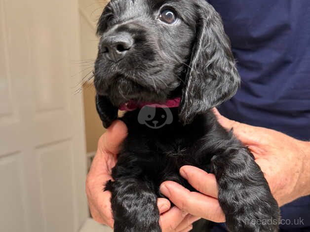 Beautiful show Cocker spaniels for sale 8 weeks for sale in Liverpool, Merseyside - Image 3