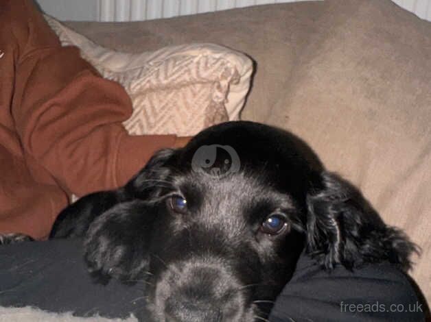 Beautiful show cocker spaniels for sale in Liverpool, Merseyside - Image 1