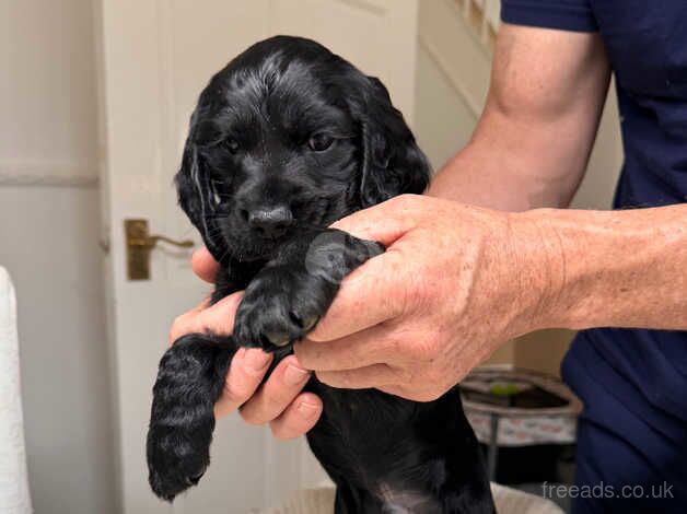 Beautiful show cocker spaniels for sale in Liverpool, Merseyside - Image 3