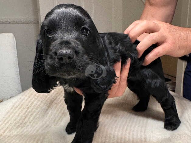 Beautiful show cocker spaniels for sale in Liverpool, Merseyside - Image 4