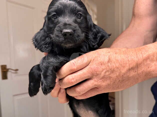 Beautiful show cocker spaniels for sale in Liverpool, Merseyside - Image 5