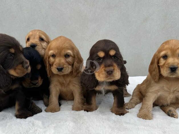 Beautiful show type cocker spaniel puppies for sale in Llandeilo, Carmarthenshire