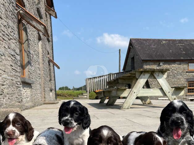 Beautiful show type cocker x springer spaniel puppies for sale in Llanybydder, Carmarthenshire