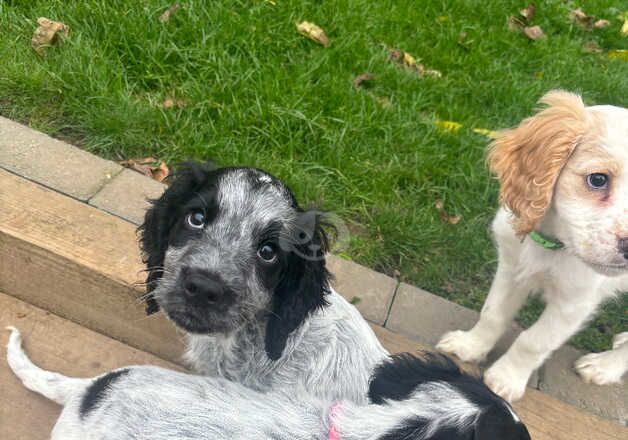 Beautiful Spaniel Puppies for sale in Margate, Kent - Image 2