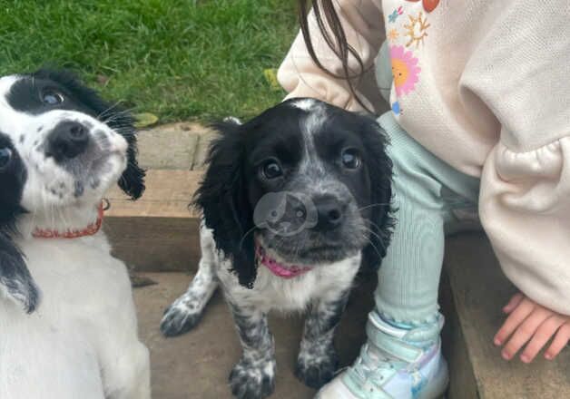 Cocker Spaniel Puppies for sale in Kent