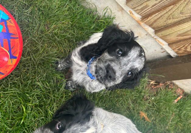 Cocker Spaniel Puppies for sale