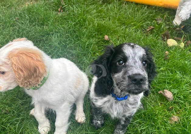 Beautiful Spaniel Puppies for sale in Margate, Kent - Image 5