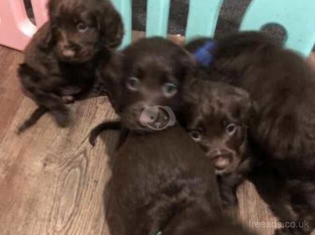 Beautiful Working Cocker Spaniel Puppies for sale in Fulham, Hammersmith & Fulham, Greater London