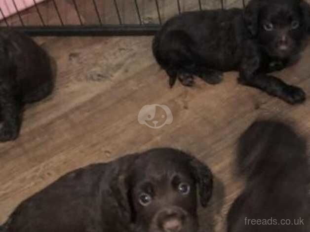 Beautiful Working Cocker Spaniel Puppies for sale in Fulham, Hammersmith & Fulham, Greater London - Image 2