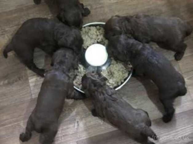 Beautiful Working Cocker Spaniel Puppies for sale in Fulham, Hammersmith & Fulham, Greater London - Image 3