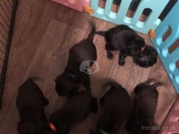 Beautiful Working Cocker Spaniel Puppies for sale in Fulham, Hammersmith & Fulham, Greater London - Image 4