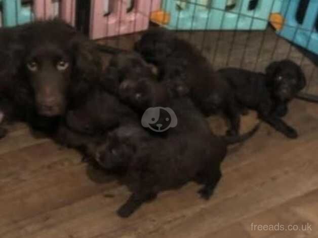 Beautiful Working Cocker Spaniel Puppies for sale in Fulham, Hammersmith & Fulham, Greater London - Image 5