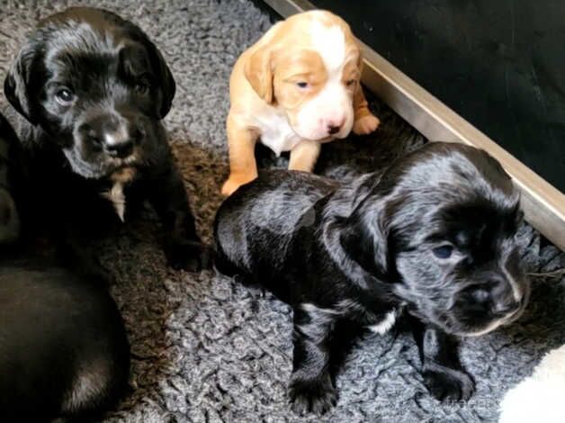 Beautiful Working Cocker Spaniel Puppies for sale in Monmouth Cap, Monmouthshire