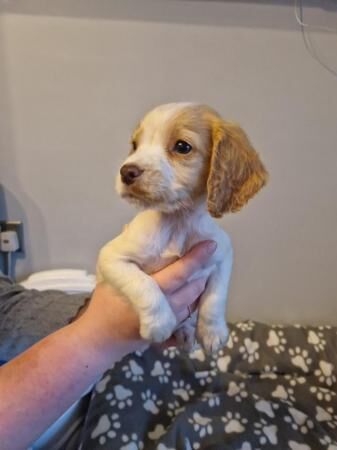 Beautiful working cocker spaniel puppy for sale in Stoke-on-Trent, Staffordshire