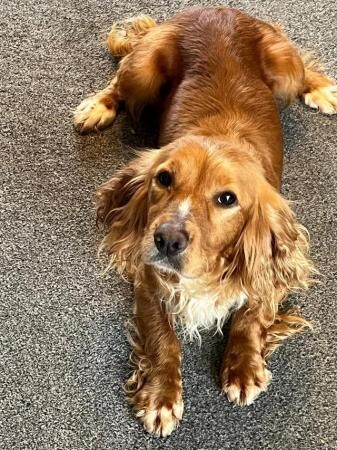 Beautiful working cocker spaniel puppy for sale in Stoke-on-Trent, Staffordshire - Image 2