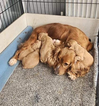 Beautiful working cocker spaniel puppy for sale in Stoke-on-Trent, Staffordshire - Image 3