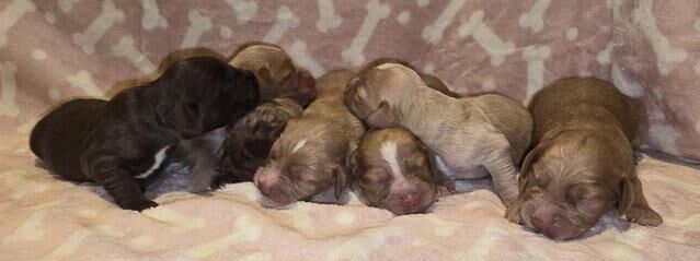 Beautiful working cocker spaniels for sale in Droitwich, Worcestershire - Image 2