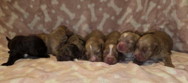 Beautiful working cocker spaniels for sale in Droitwich, Worcestershire - Image 3